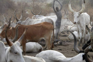 Bulls z różnych narodów świata: kultura i religia Bulls z różnych narodów świata: kultura i religia